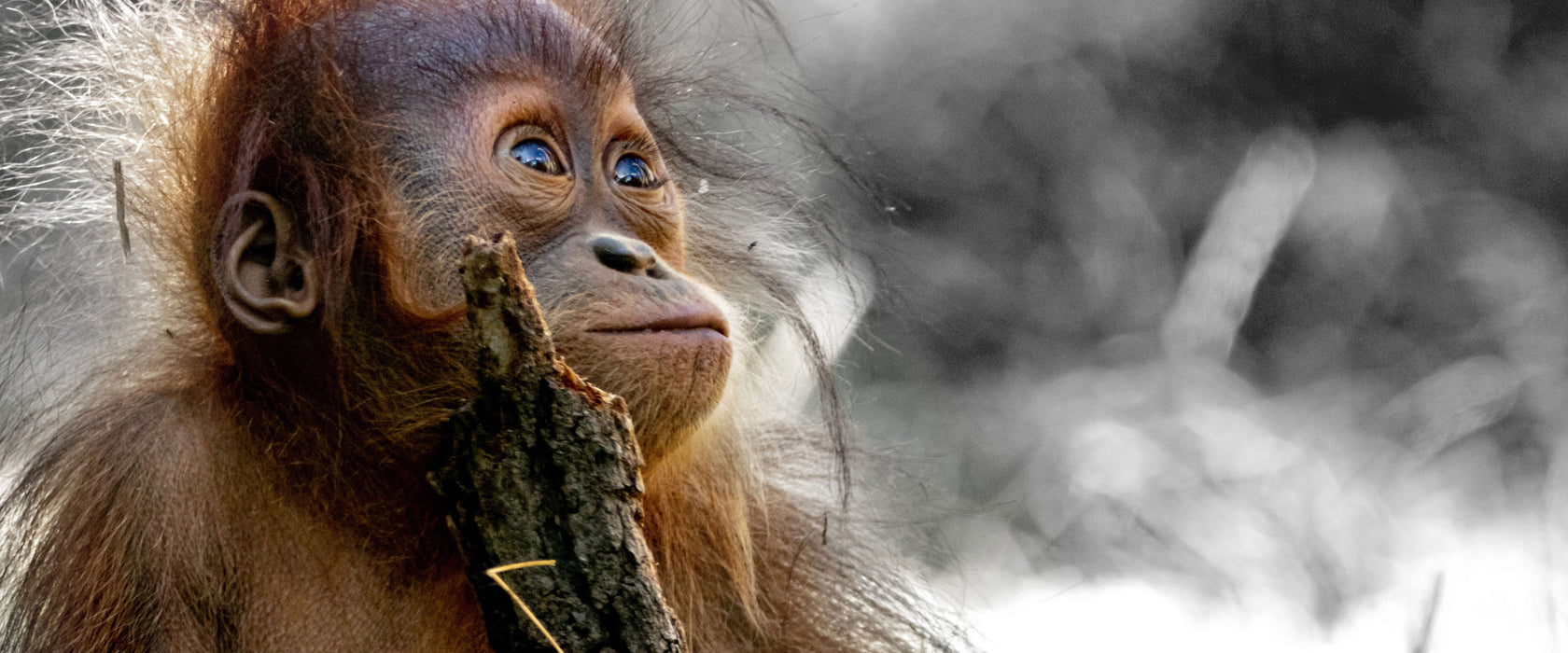 Orang-Utan Baby spielt mit Stock B&W Detail, Glasbild Panorama