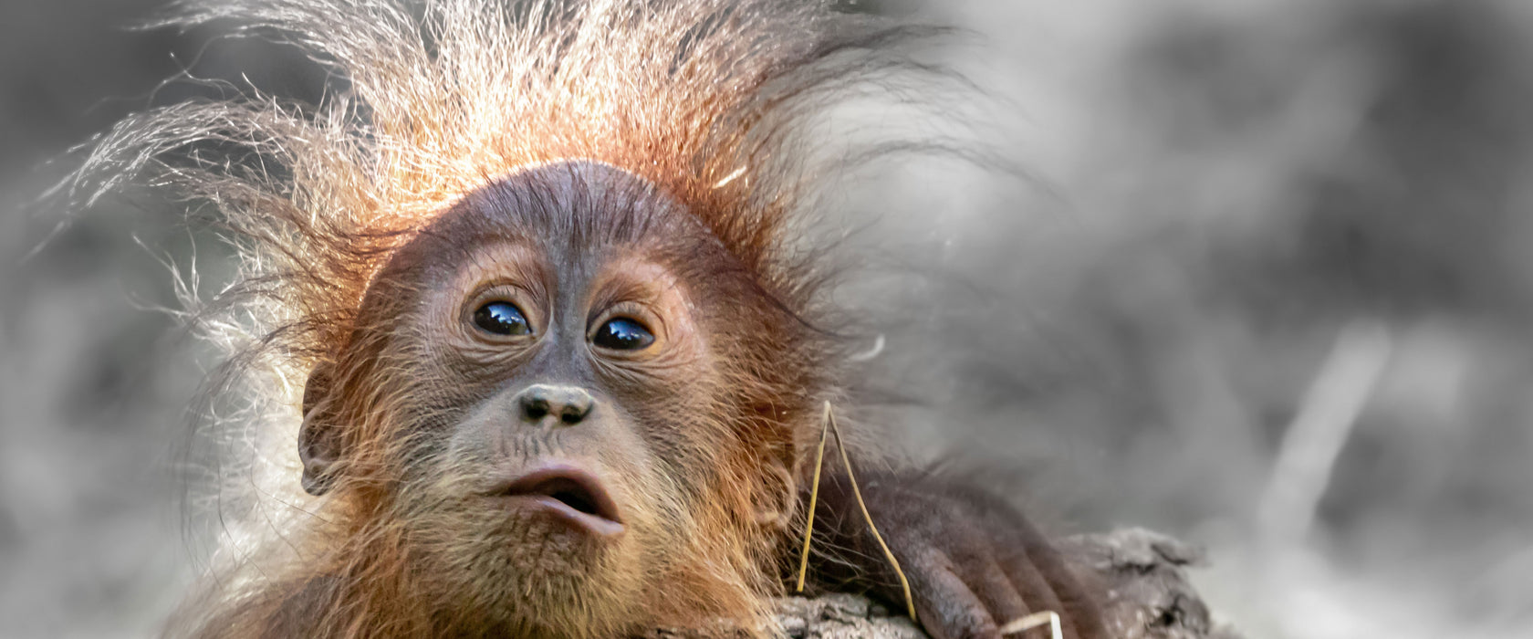 Lustiger Baby Orang-Utan mit Rinde B&W Detail, Glasbild Panorama