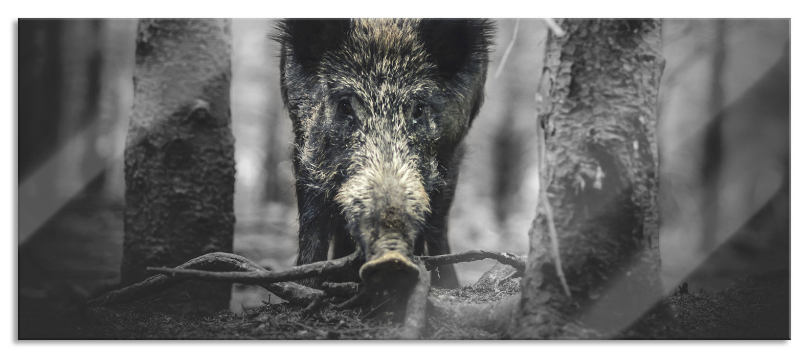 Pixxprint Nahaufnahme Wildschwein im Wald B&W Detail, Glasbild Panorama