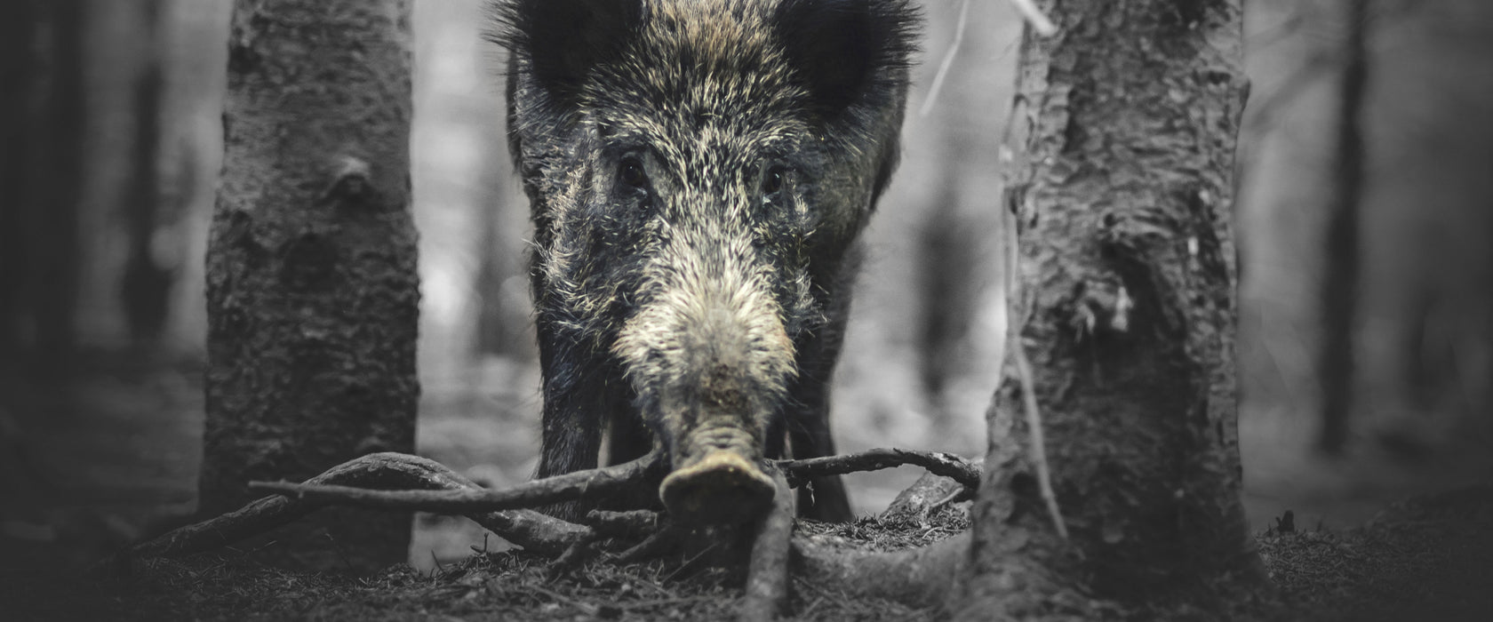 Nahaufnahme Wildschwein im Wald B&W Detail, Glasbild Panorama