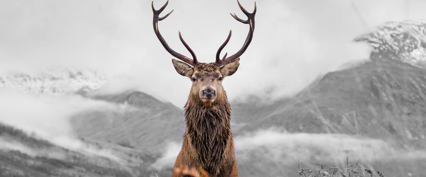 Majestätischer Hirsch in Berglandschaft B&W Detail, Glasbild Panorama