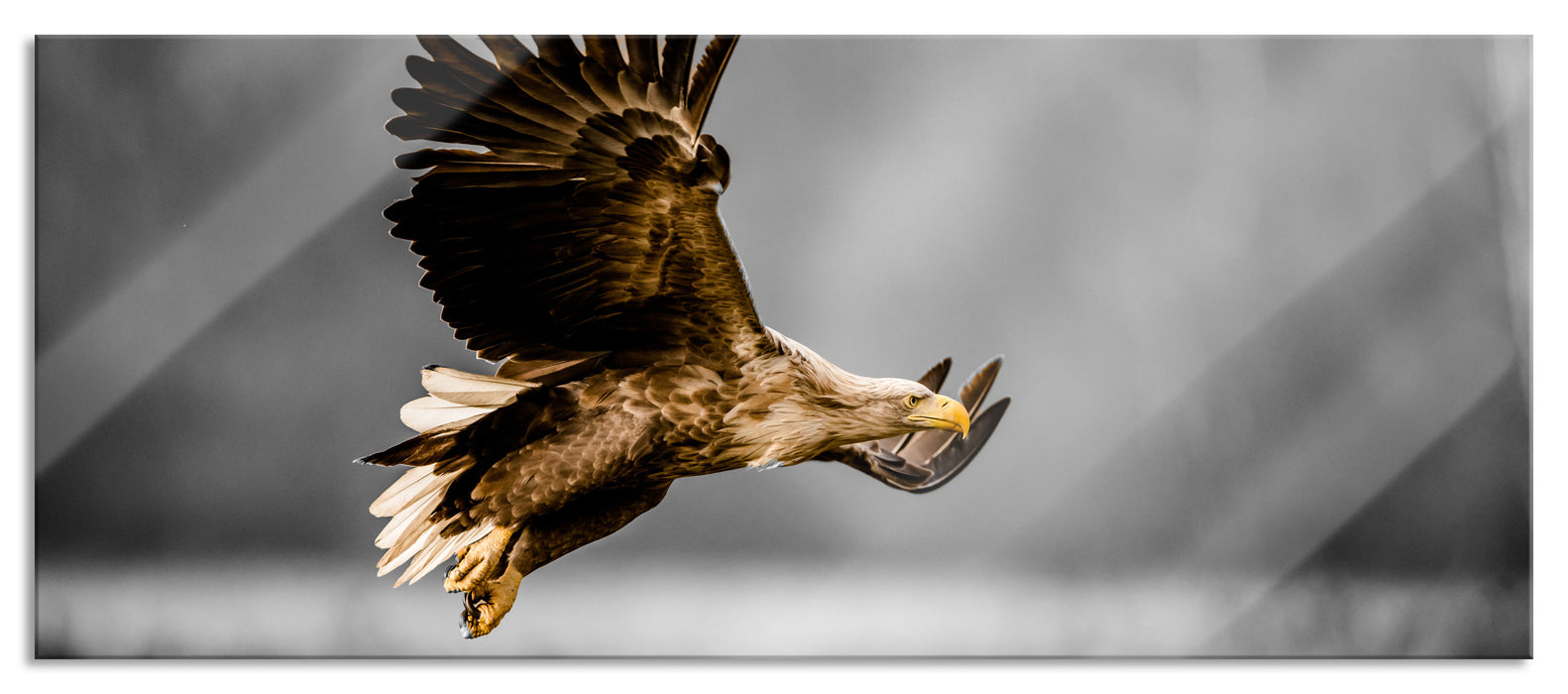 Pixxprint Nahaufnahme Adler bei der Jagd B&W Detail, Glasbild Panorama