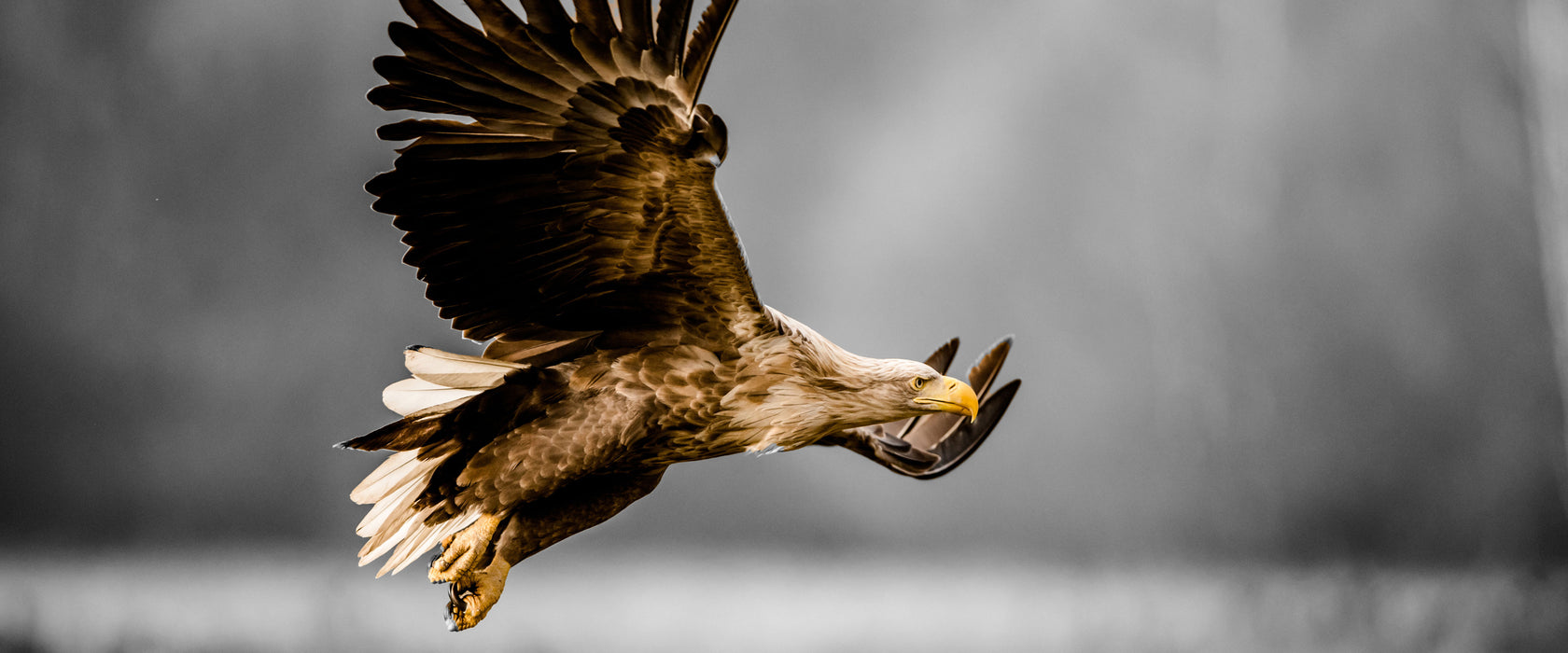 Nahaufnahme Adler bei der Jagd B&W Detail, Glasbild Panorama