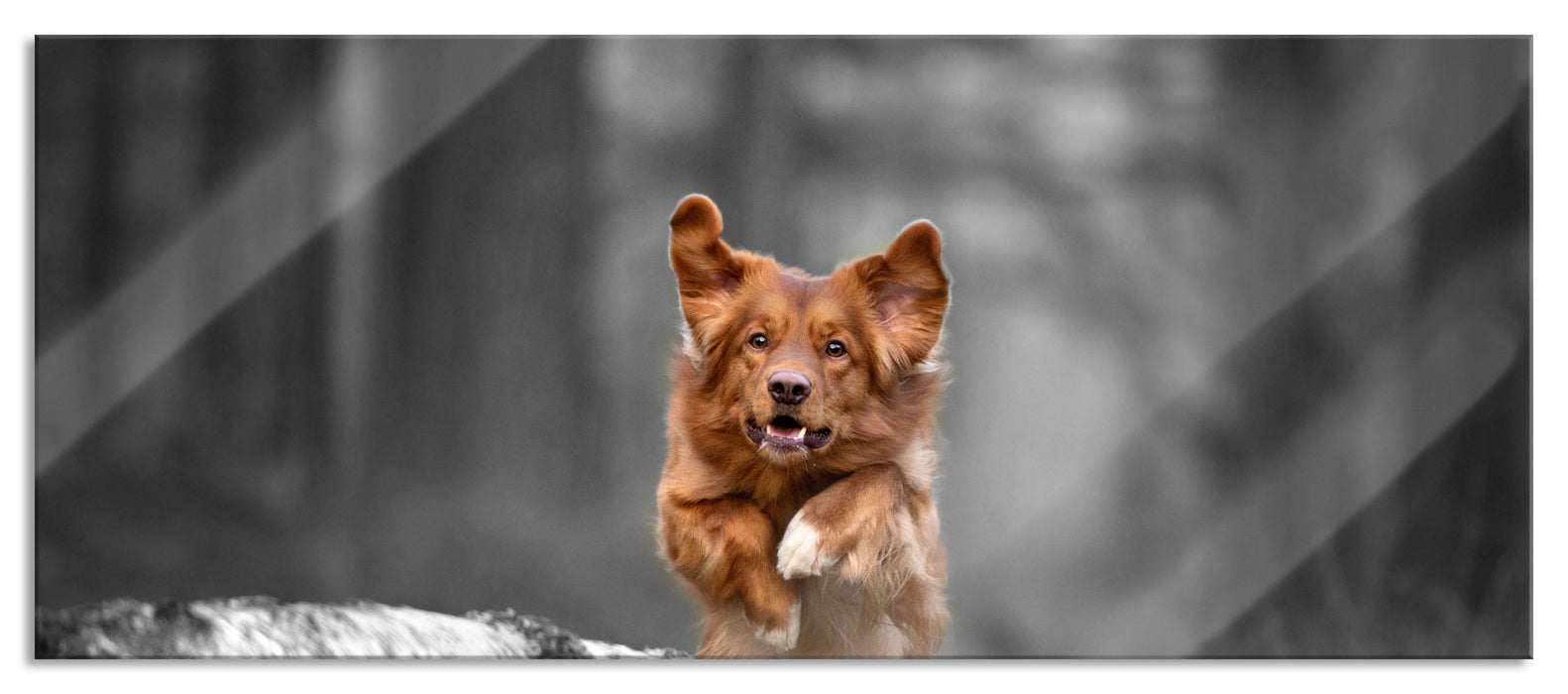 Pixxprint Hund springt über Baumstamm im Wald B&W Detail, Glasbild Panorama