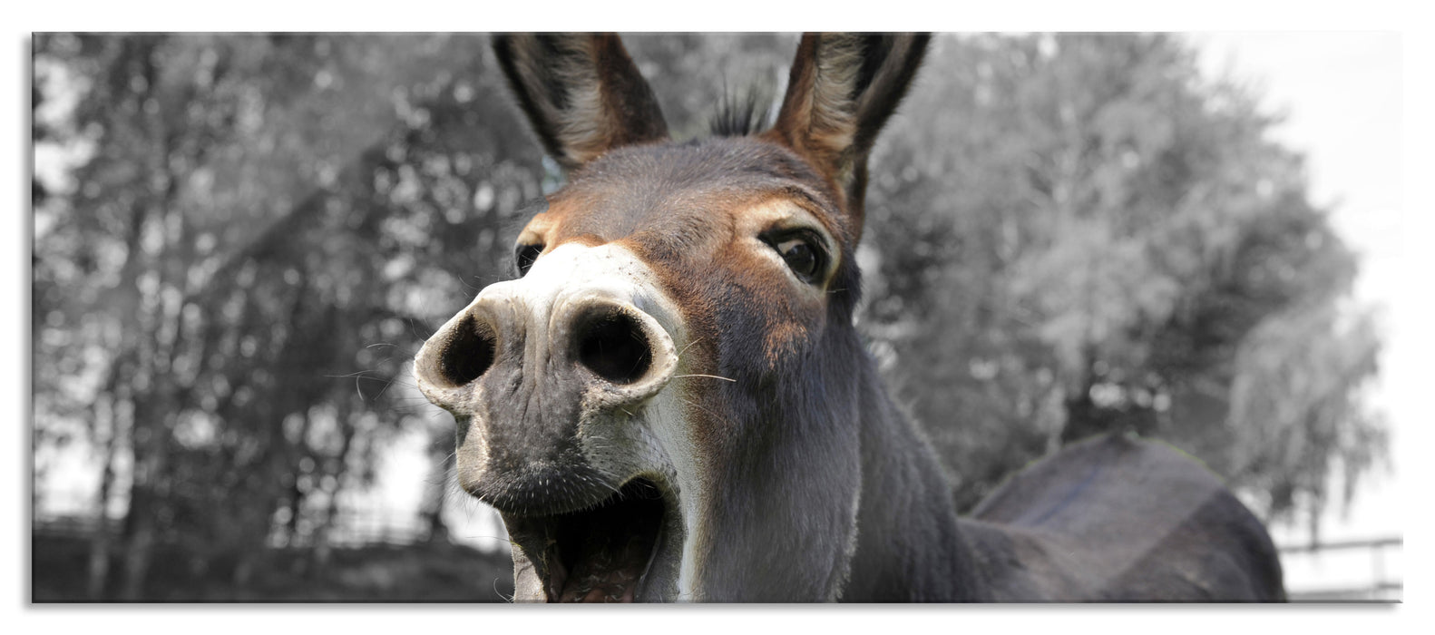 Pixxprint Brüllender Esel im Gehege Nahaufnahme B&W Detail, Glasbild Panorama