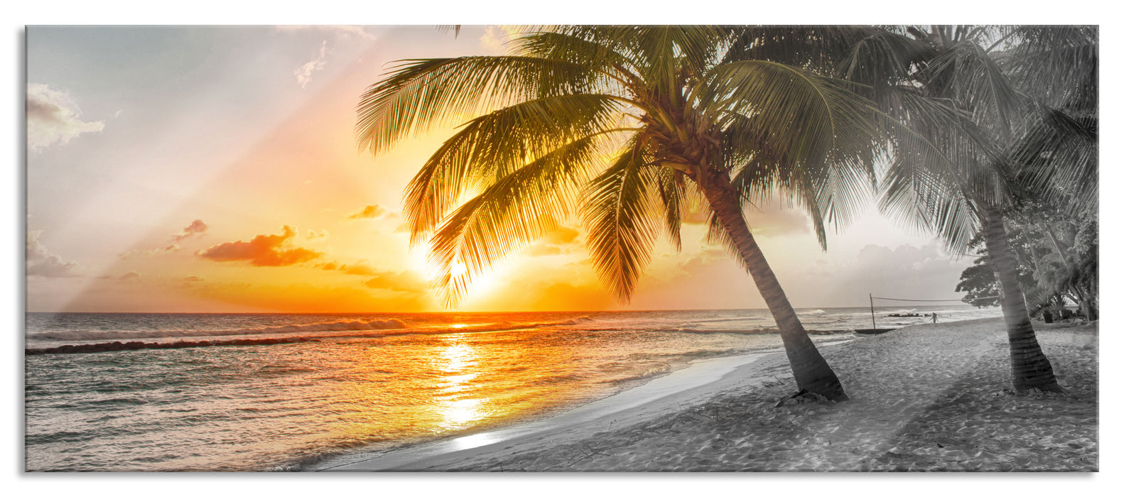 Palmen im Sonnenuntergang auf Barbados B&W Detail, Glasbild Panorama