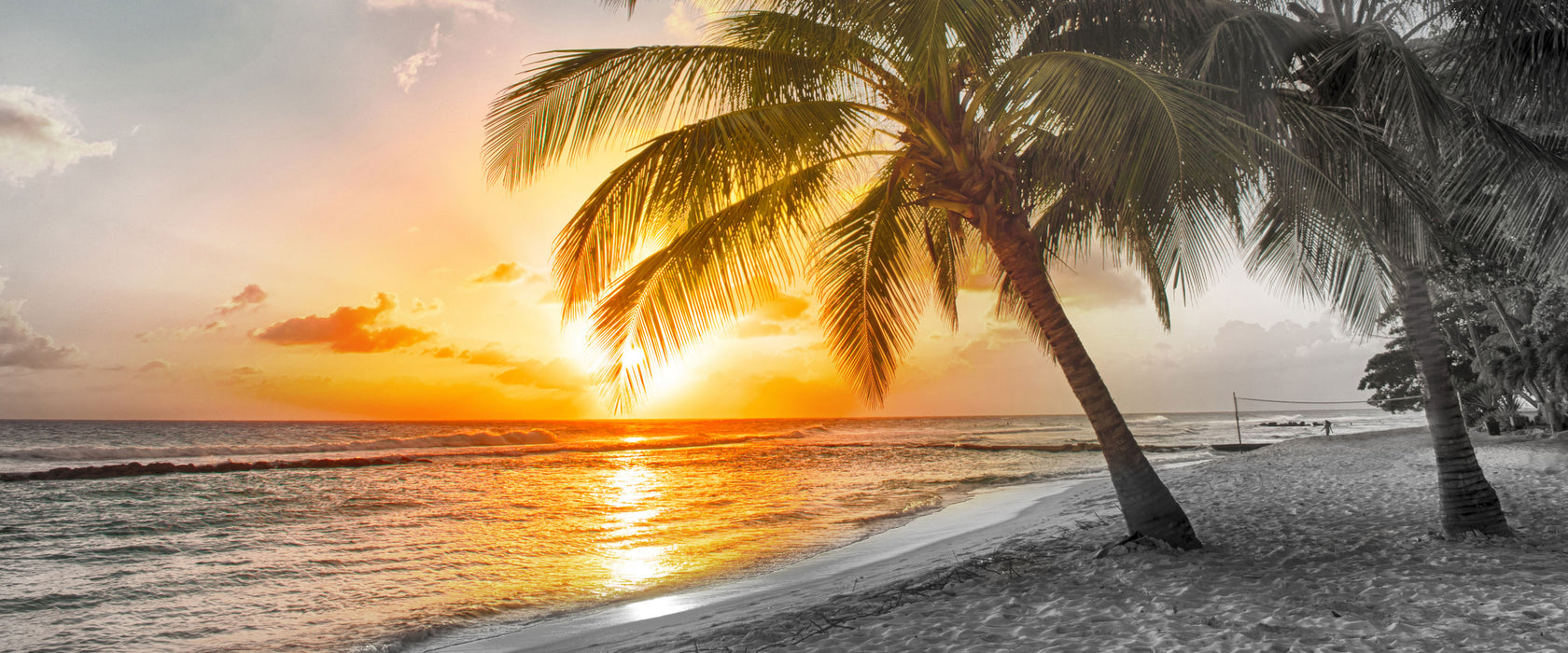 Palmen im Sonnenuntergang auf Barbados B&W Detail, Glasbild Panorama