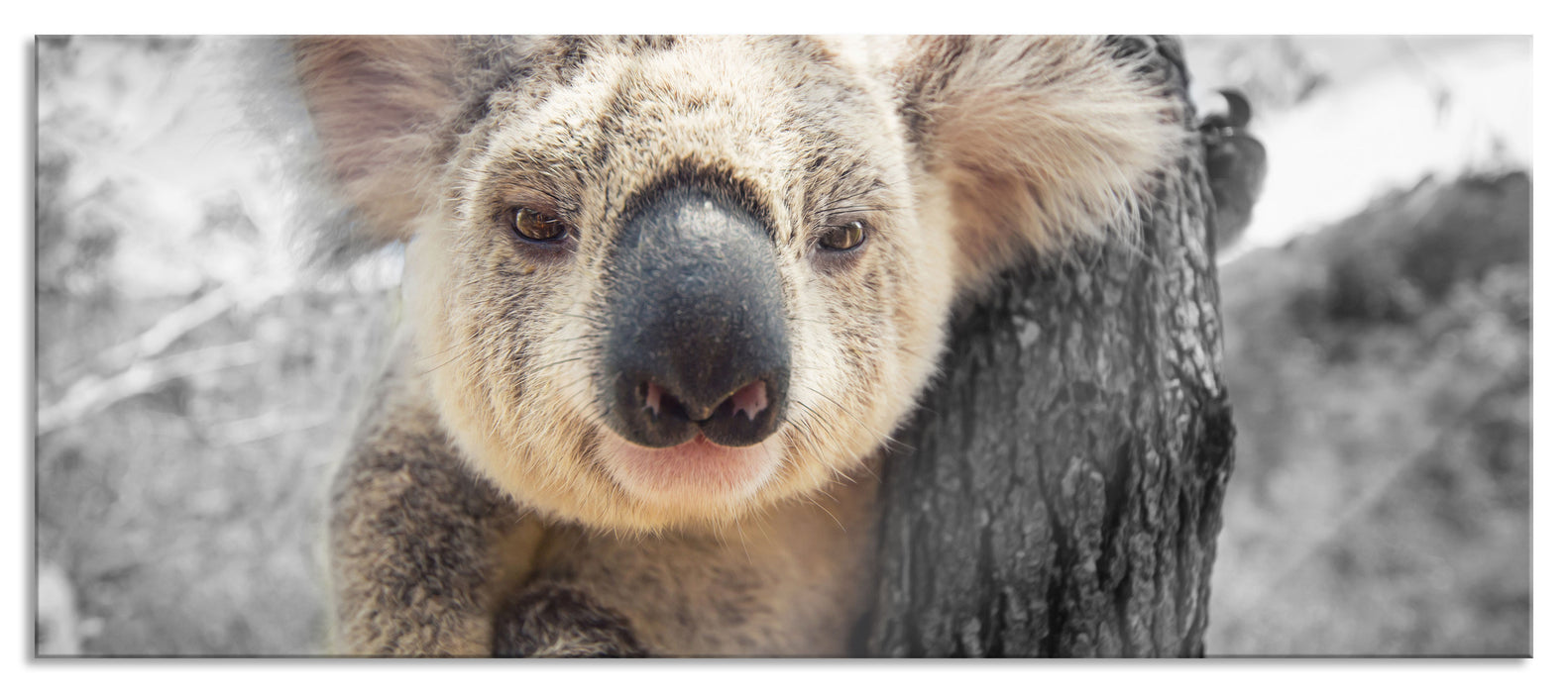 Pixxprint Neugieriger Koala am Baum Nahaufnahme B&W Detail, Glasbild Panorama