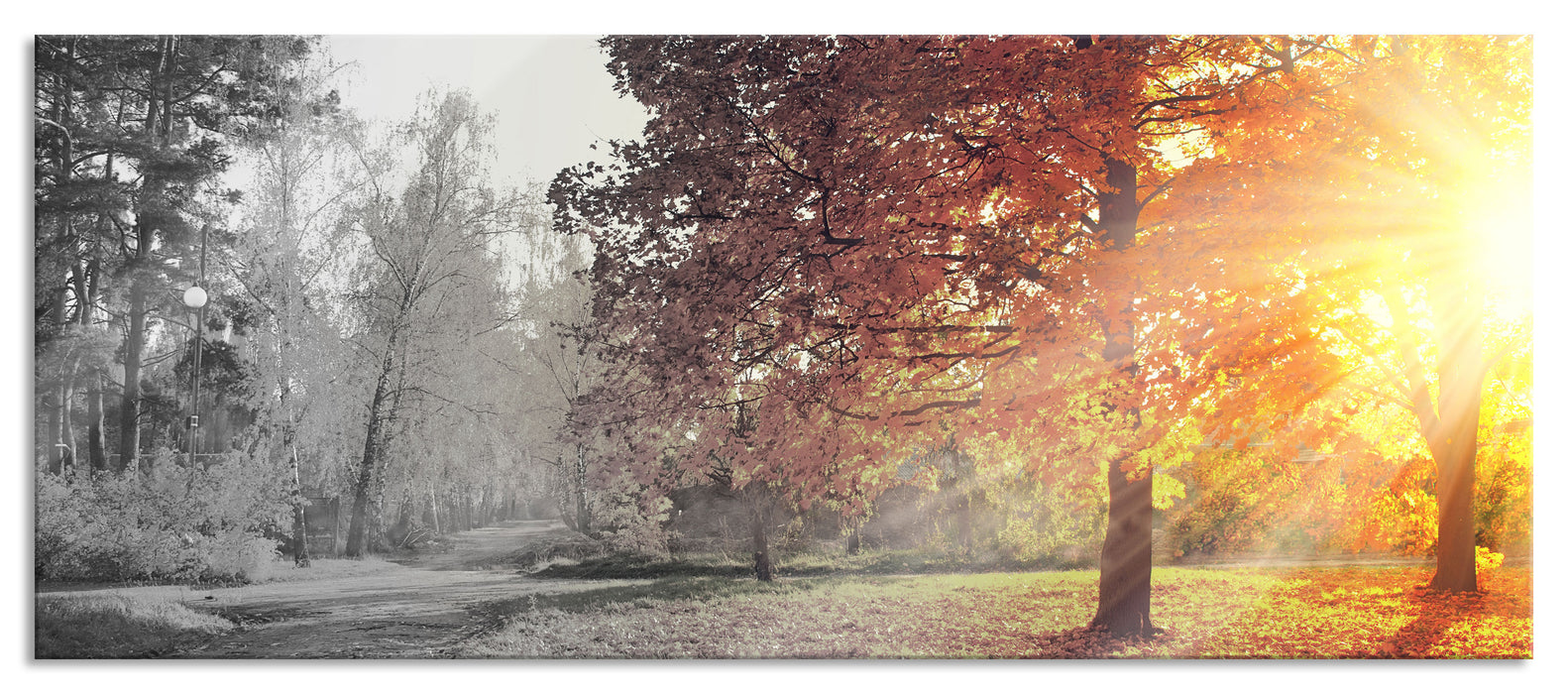 Pixxprint Weg durch bunten Herbstwald B&W Detail, Glasbild Panorama