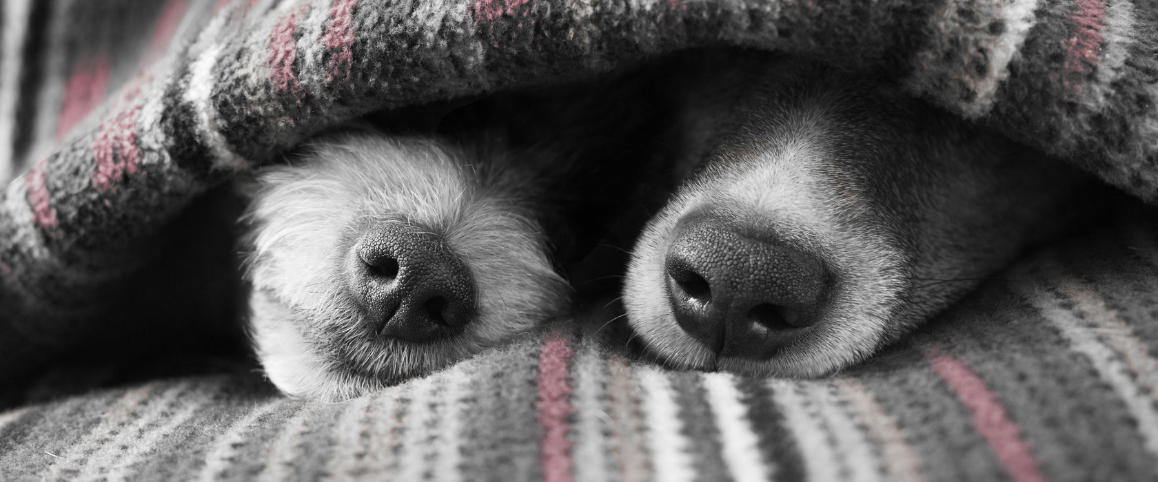 Hundeschnauzen unter Kuscheldecke B&W Detail, Glasbild Panorama