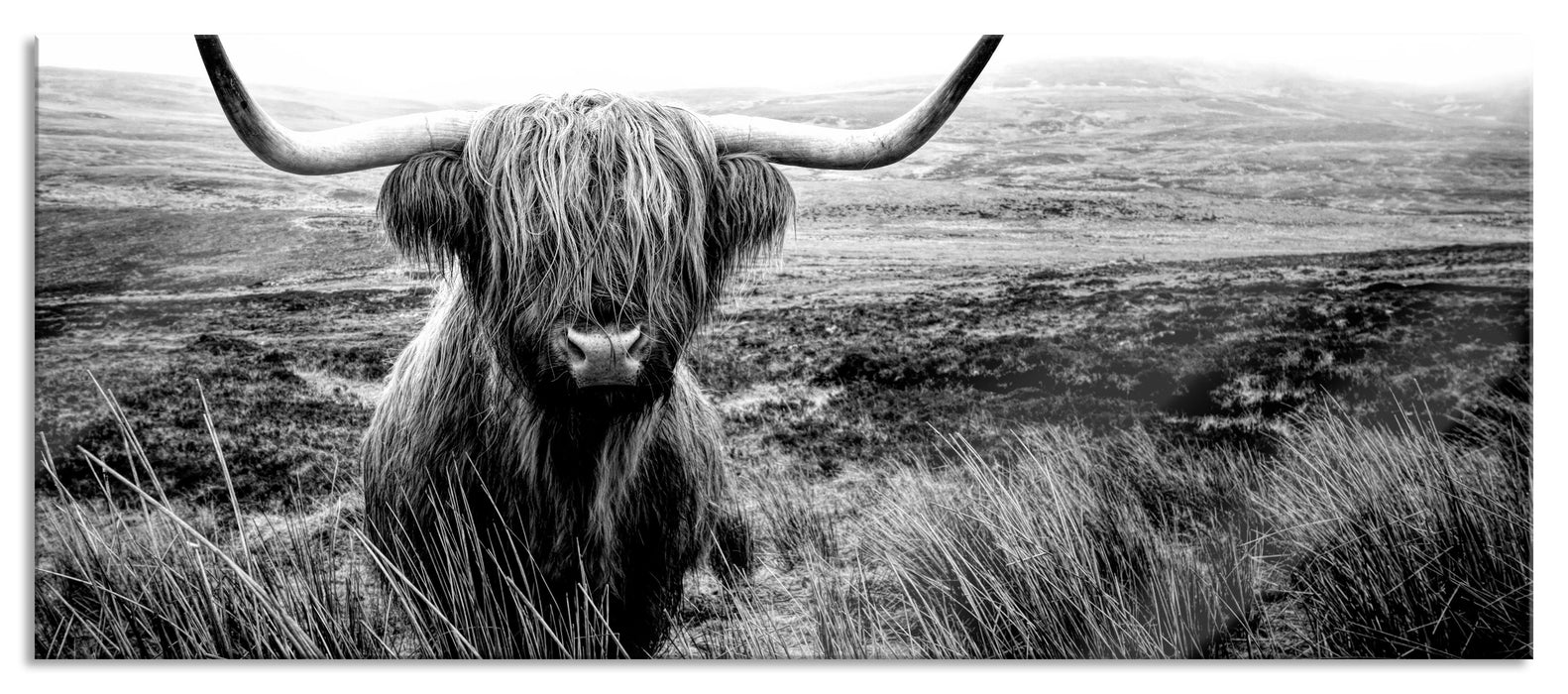 Pixxprint Highland Rind mit großen Hörnern Steppe, Monochrome, Glasbild Panorama