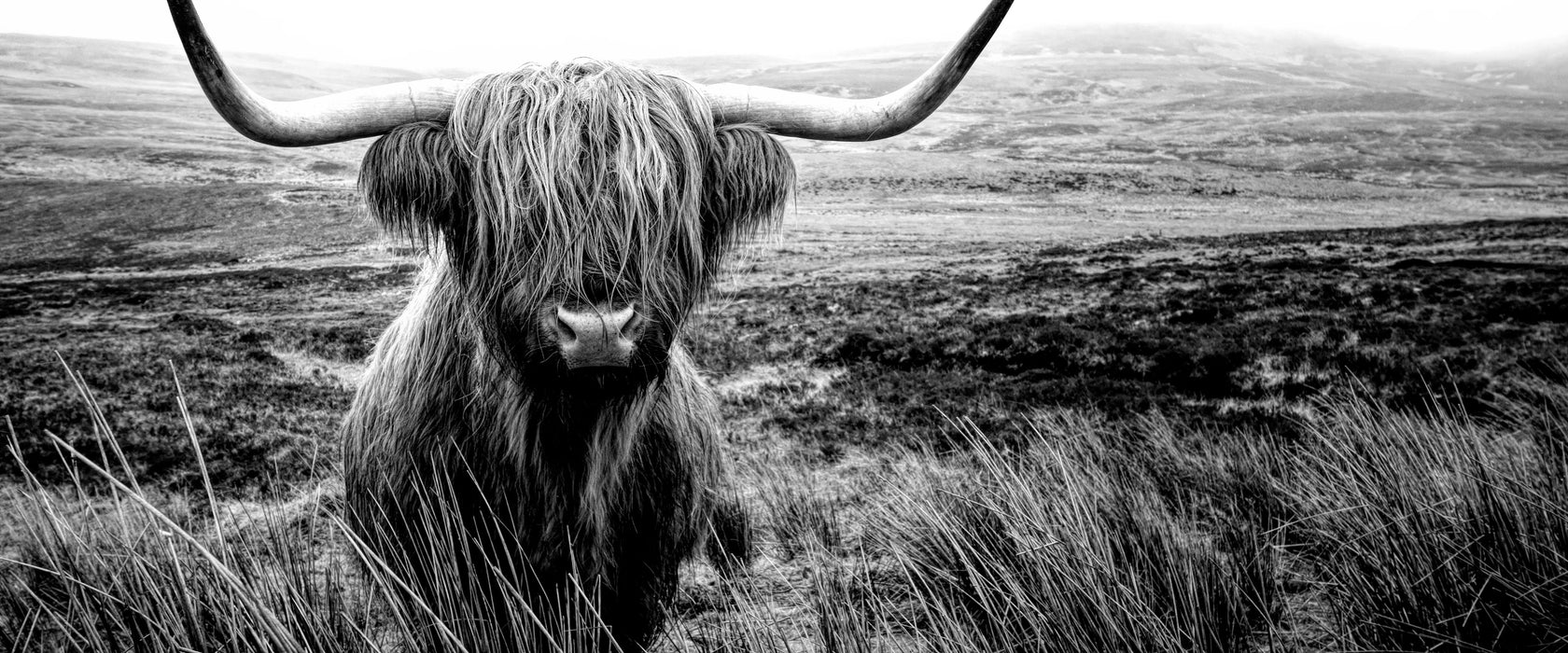 Highland Rind mit großen Hörnern Steppe, Monochrome, Glasbild Panorama