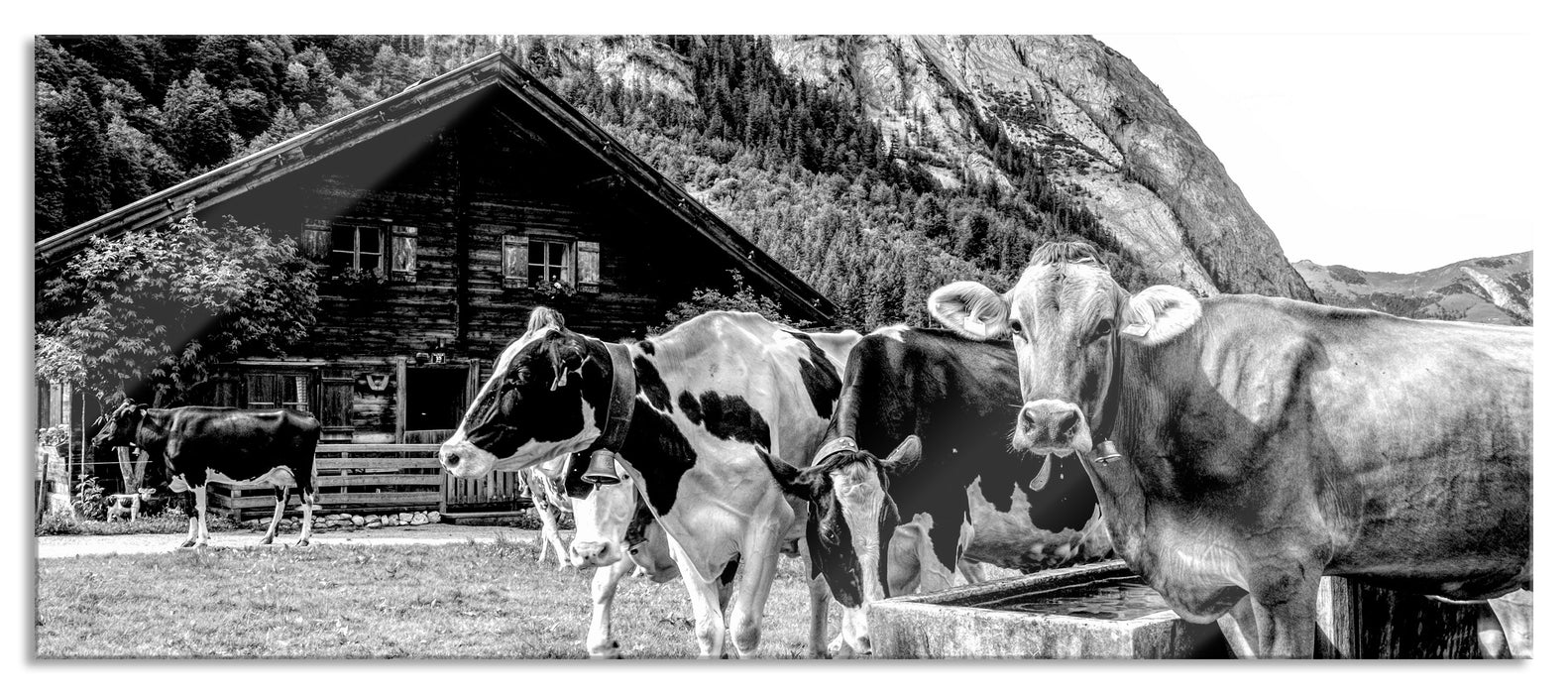 Pixxprint Kühe auf Almwiese am Trog, Monochrome, Glasbild Panorama