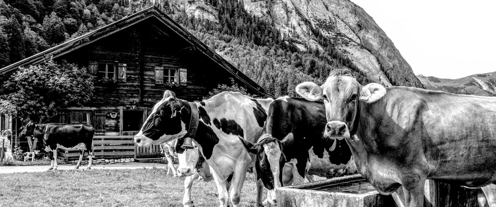 Kühe auf Almwiese am Trog, Monochrome, Glasbild Panorama