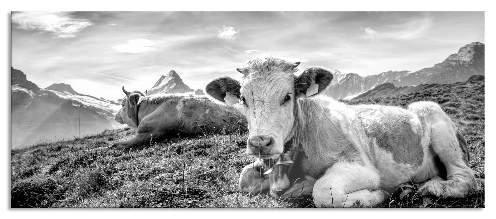 Pixxprint Simmentaler Kühe vor Schweizer Alpen, Monochrome, Glasbild Panorama