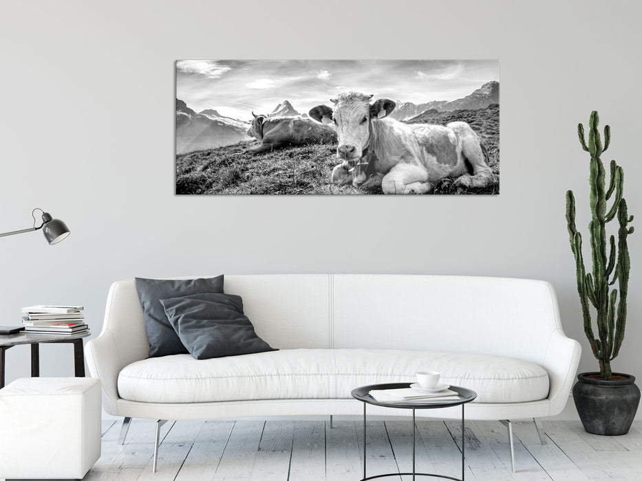 Simmentaler Kühe vor Schweizer Alpen, Monochrome, Glasbild Panorama