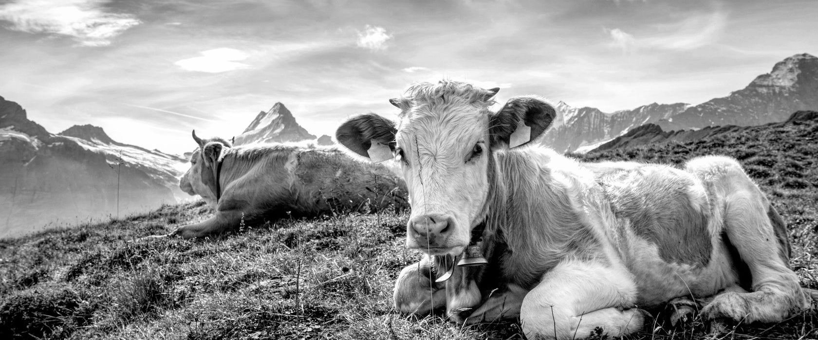 Simmentaler Kühe vor Schweizer Alpen, Monochrome, Glasbild Panorama