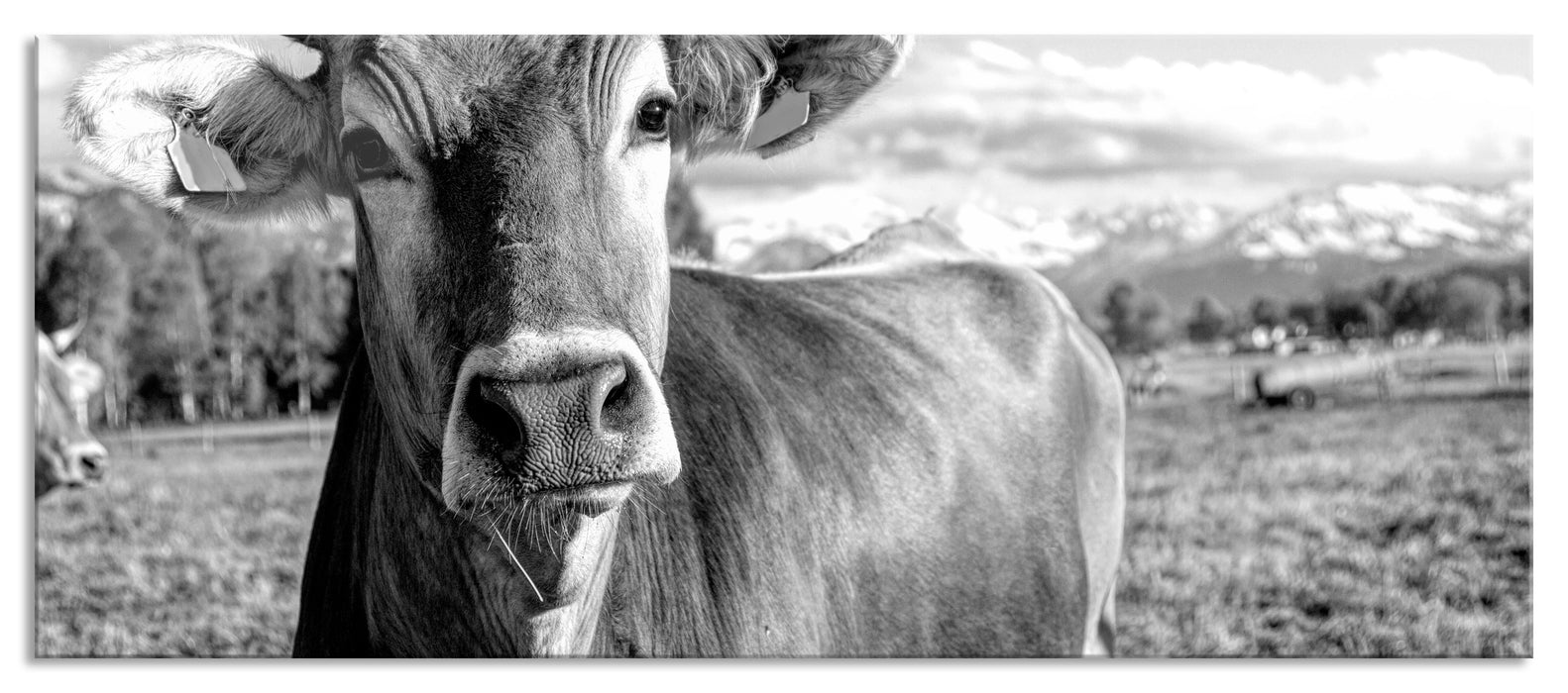 Pixxprint Neugierige Kuh auf Weide im Allgäu, Monochrome, Glasbild Panorama