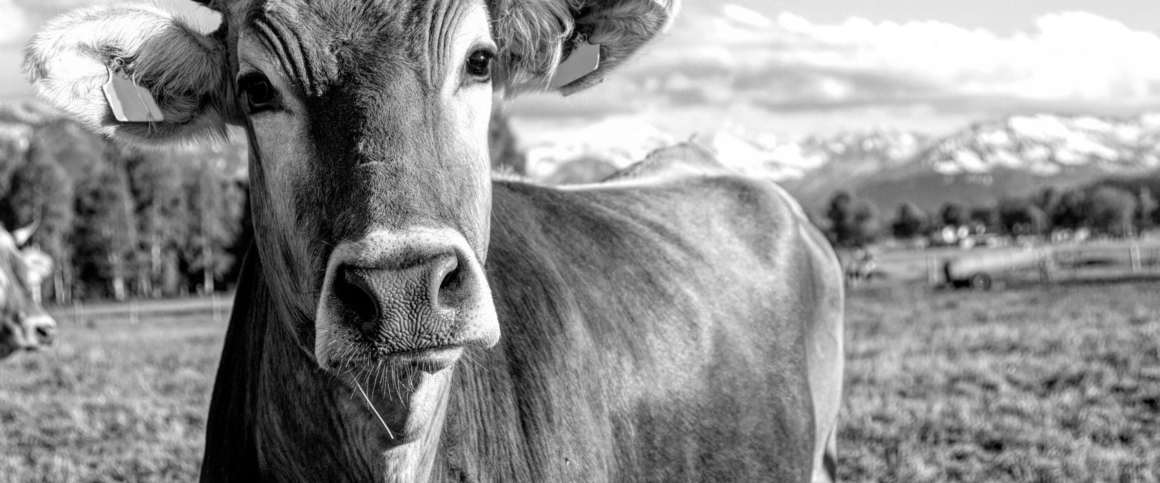 Neugierige Kuh auf Weide im Allgäu, Monochrome, Glasbild Panorama