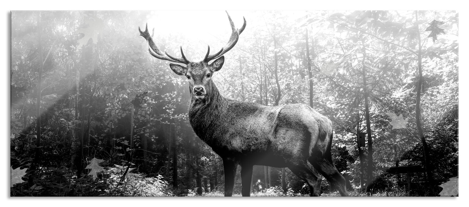 Pixxprint Hirsch im Wald mit fallenden Blättern, Monochrome, Glasbild Panorama