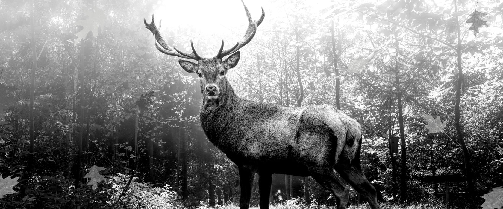 Hirsch im Wald mit fallenden Blättern, Monochrome, Glasbild Panorama