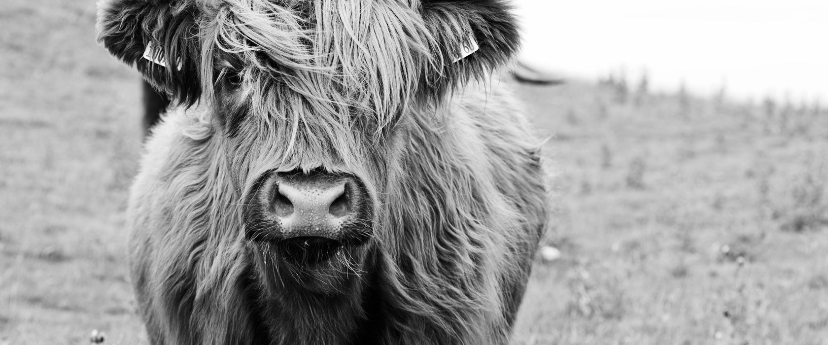 Highlandrind frontal in Schwarz-Weiss, Monochrome, Glasbild Panorama