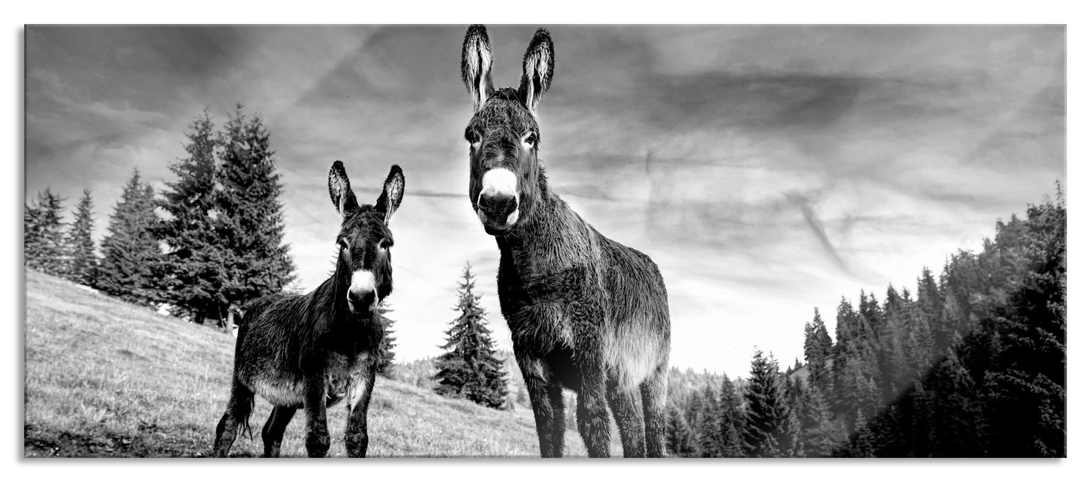 Pixxprint Esel auf Wiese in der Dämmerung, Monochrome, Glasbild Panorama