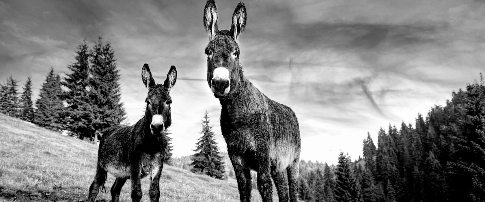 Esel auf Wiese in der Dämmerung, Monochrome, Glasbild Panorama