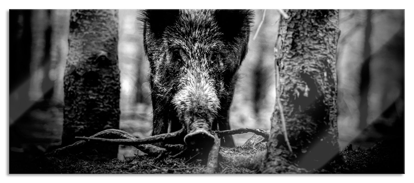 Pixxprint Nahaufnahme Wildschwein im Wald, Monochrome, Glasbild Panorama