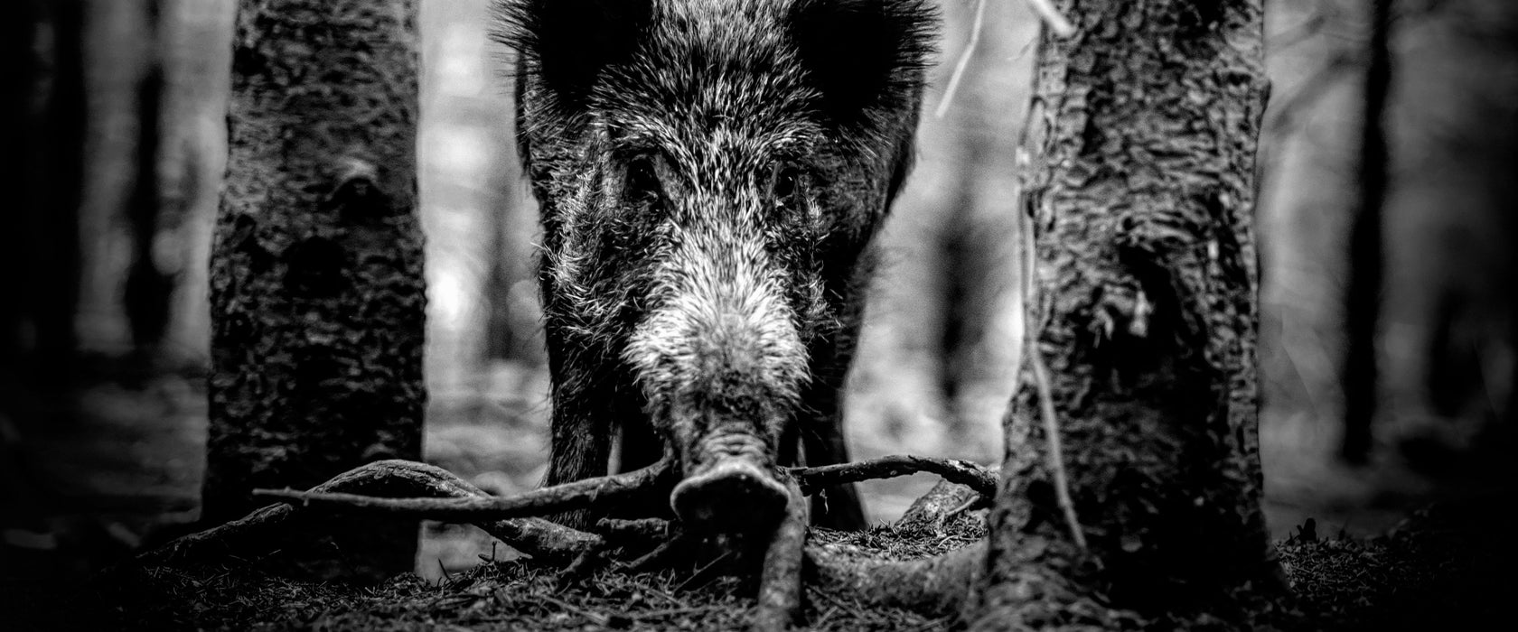 Nahaufnahme Wildschwein im Wald, Monochrome, Glasbild Panorama