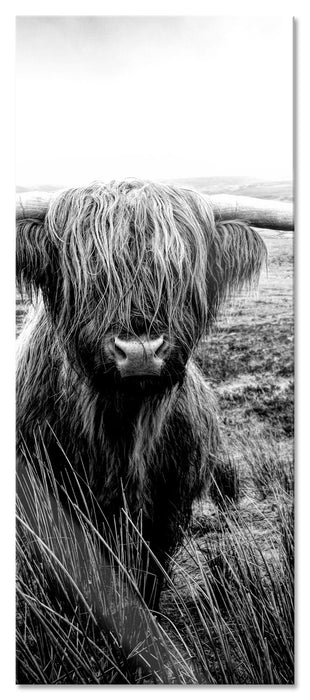 Pixxprint Highland Rind mit großen Hörnern Steppe, Monochrome, Glasbild Panorama