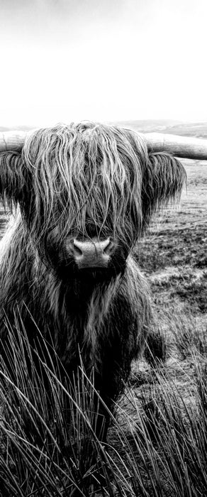 Highland Rind mit großen Hörnern Steppe, Monochrome, Glasbild Panorama