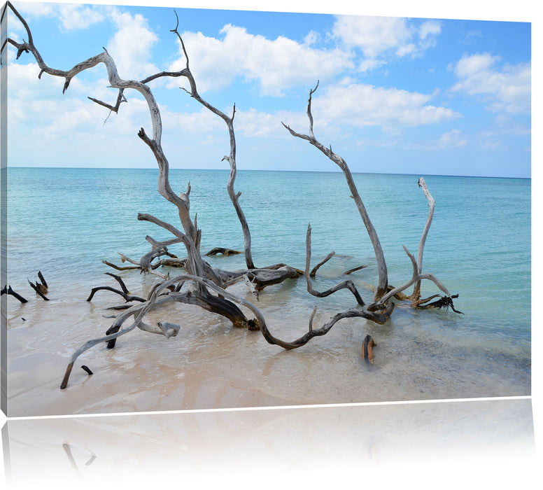 Strand mit Treibholz in Kuba Leinwandbild
