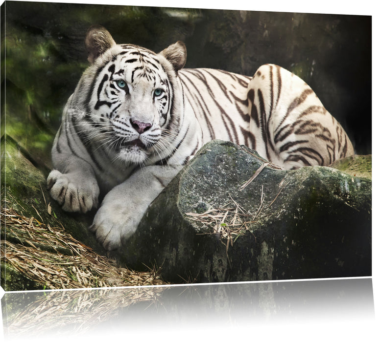 Pixxprint Stolzer weisser Tiger, Leinwandbild