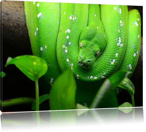 Grüne elegante Schlange Leinwandbild