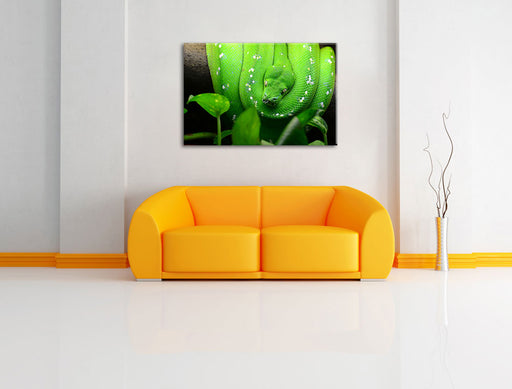Grüne elegante Schlange Leinwandbild über Sofa