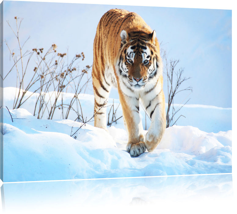 Stolzer Tiger im Schnee Leinwandbild