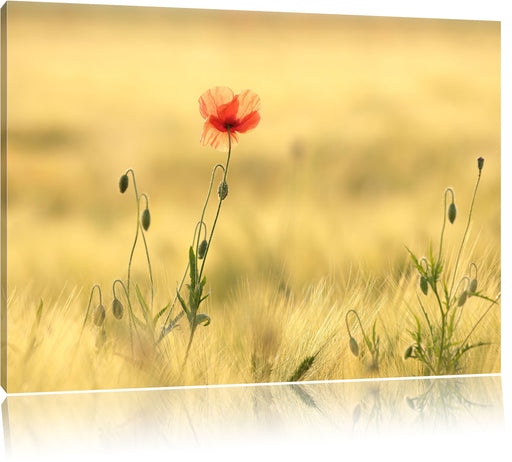 Wunderschöne Mohnblume im Feld Leinwandbild