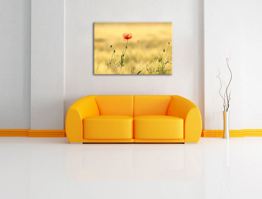 Wunderschöne Mohnblume im Feld Leinwandbild über Sofa
