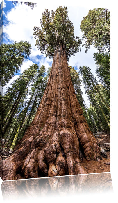 Pixxprint Baum im Regenwald, Leinwandbild