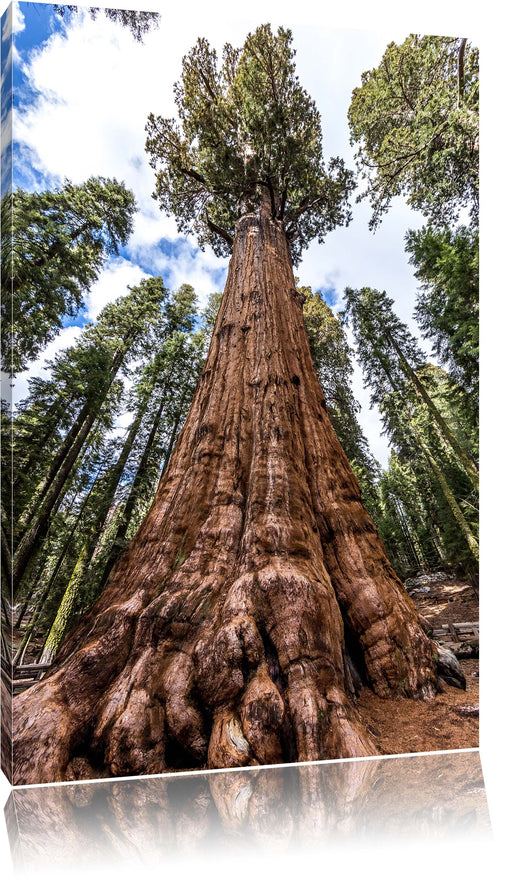 Baum im Regenwald Leinwandbild