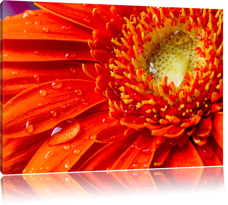 Pixxprint Wunderschöne Gerberablüte, Leinwandbild