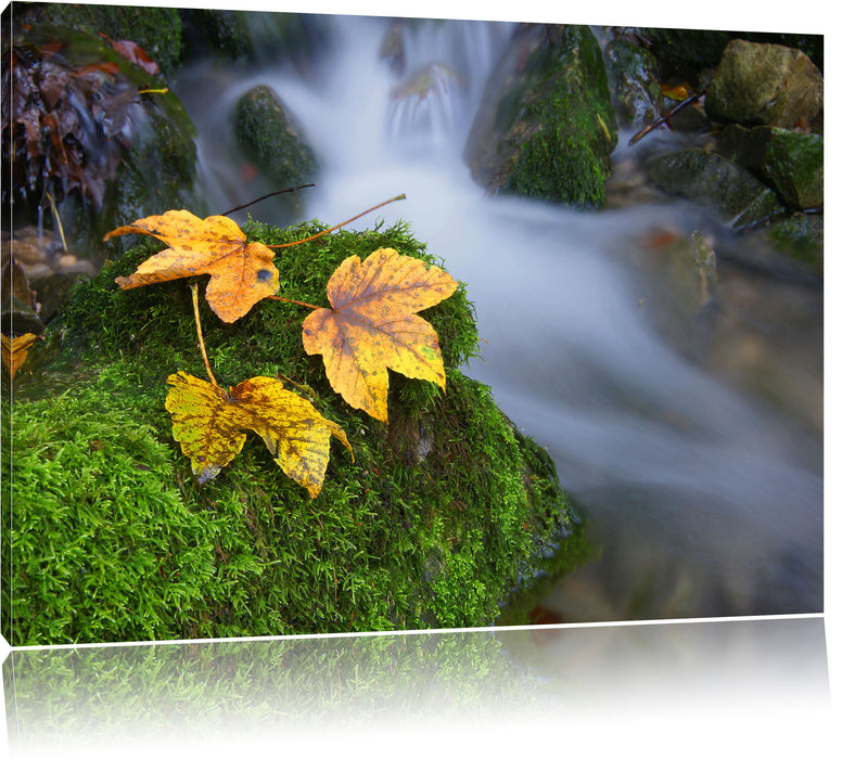 Pixxprint Bläter auf Moos an Bach, Leinwandbild