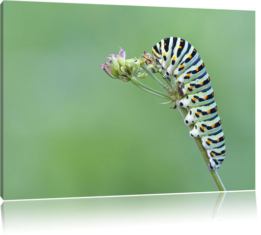 Kleine niedliche Raupe Leinwandbild