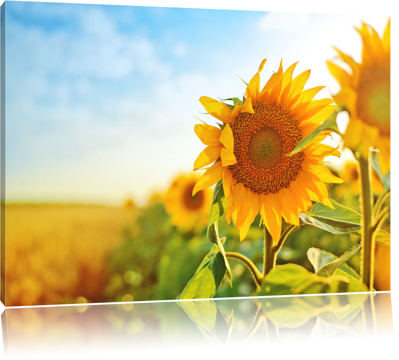 Pixxprint Strahlendes Sonnenblumenfeld, Leinwandbild