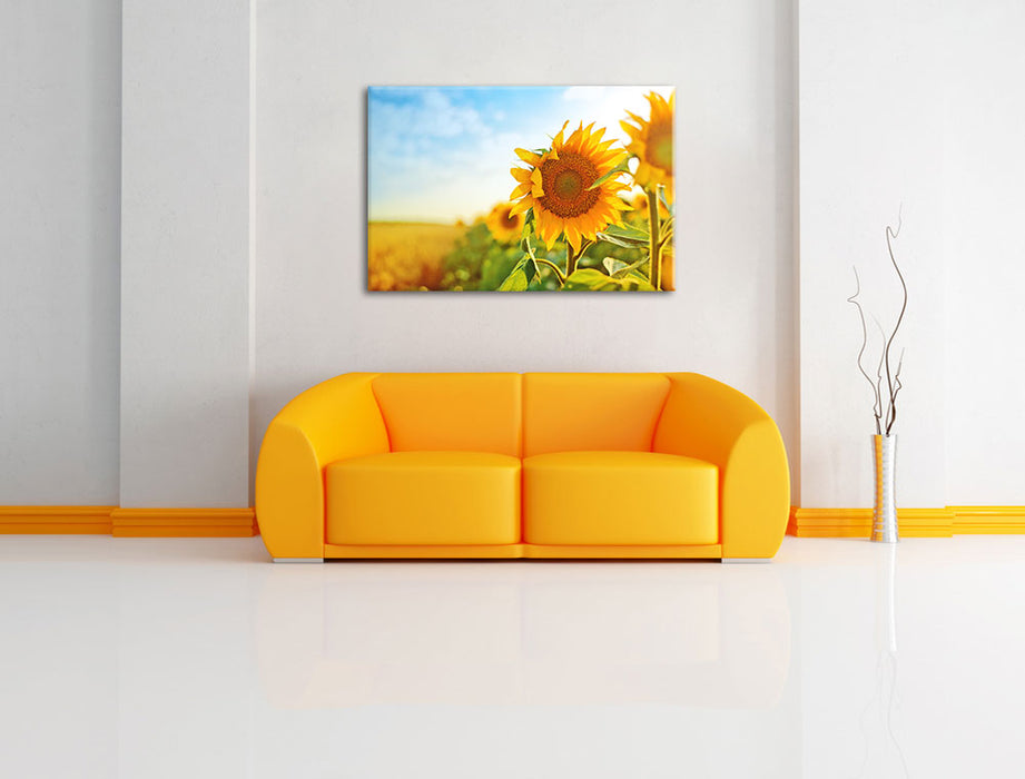 Strahlendes Sonnenblumenfeld Leinwandbild über Sofa