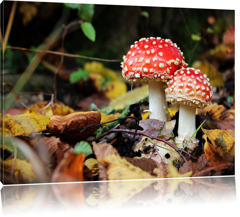 Pixxprint Pilz im Wald, Leinwandbild
