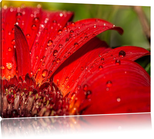 Tautropfen auf roter Blume Leinwandbild