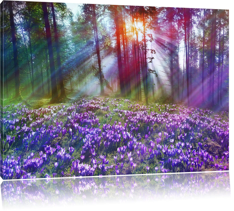 Pixxprint Krokusse im Wald, Leinwandbild