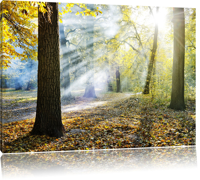 Pixxprint Sonnenstrahlen im Wald, Leinwandbild